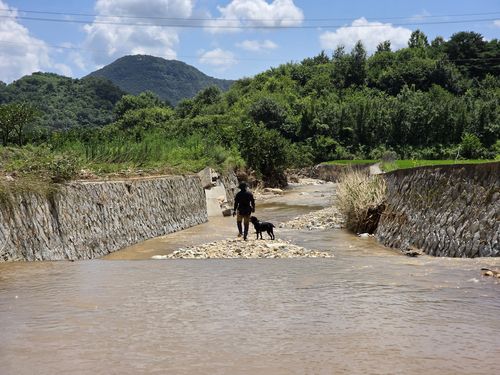 실종자 수색 중인 체취 증거견[촬영 박정헌]