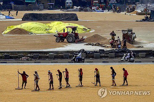 인도 농업[AFP 연합뉴스 자료사진. 재판매 및 DB 금지]