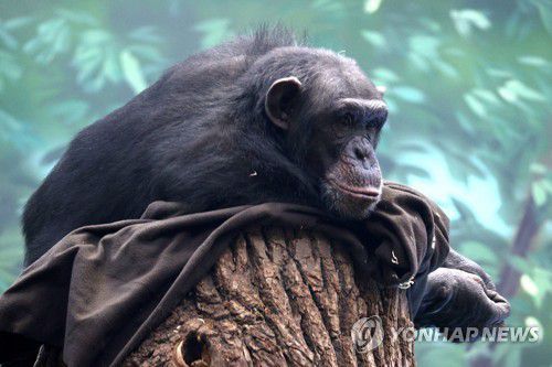 침팬지[이타르타스=연합뉴스]
