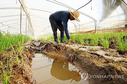 흙탕물 고인 비닐하우스 복구 작업(광주=연합뉴스) 정다움 기자 = 24일 오전 광주 광산구 유계동 한 비닐하우스에서 농민이 수해 복구 작업을 하고 있다. 2025.7.24 daum@yna.co.kr