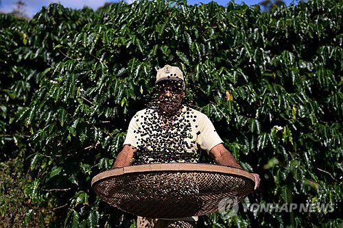 21일(현지시간) 커피 수확하는 브라질 농민[산타클라라 AFP=연합뉴스. 재판매 및 DB 금지]