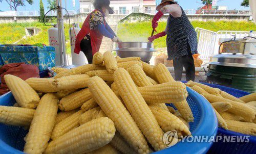 축제장에 나온 홍천 찰옥수수[연합뉴스 자료사진]