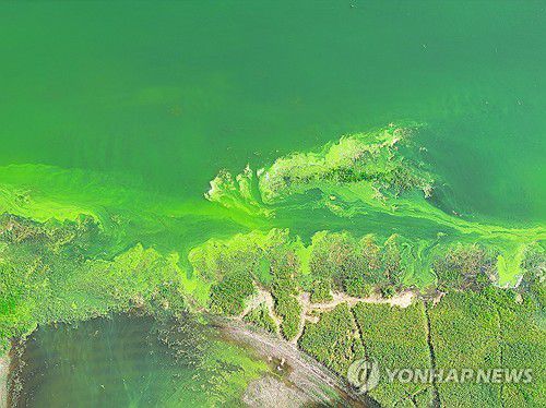 연이은 폭염에 소양호 상류 뒤덮은 녹조(인제=연합뉴스) 양지웅 기자 = 전국 대부분 지역에 폭염이 이어진 28일 강원 인제군 소양호 상류에 발생한 녹조가 수면을 뒤덮고 있다. 2025.7.28 yangdoo@yna.co.kr