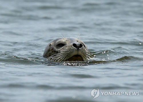 2017년 강릉 남대천 하구에 등장한 잔점박이물범[연합뉴스 자료사진]
