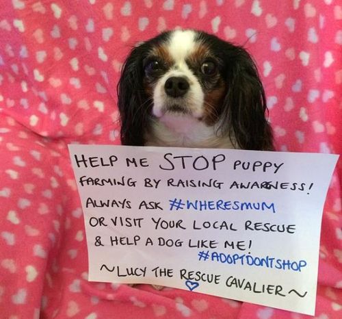 '강아지 공장'에서 구조된 영국 개 '루시'['lucytherescuecavalier' 인스타그램 캡처. 재판매 및 DB 금지]