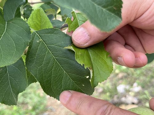 산불 피해로 자라난 옅은 색깔의 나뭇잎(오른쪽)[촬영 황수빈]