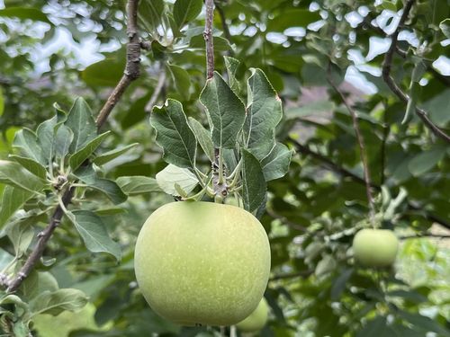 산불 피해로 나뭇잎이 작게 자라난 모습[촬영 황수빈]