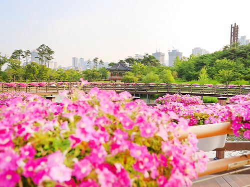 부산시민공원 연못에 활짝 핀 꽃 [사진/권혁창 기자]