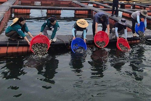 지난 8일 고수온 폐사 전 조피볼락 치어 방류하는 양식어민[경남도 제공. 재판매 및 DB 금지]