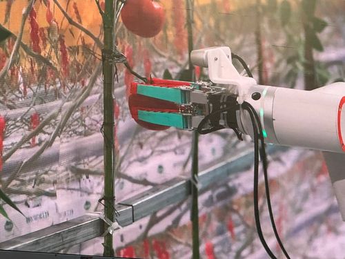 토마토 따는 로봇    (베이징=연합뉴스) 정성조 특파원 = 15일 중국 베이징에서 열린 '세계 휴머노이드 로봇 운동회'에서 채소 재배 부문에 참가한 로봇이 토마토를 따는 모습. 2025.8.15 xing@yna.co.kr