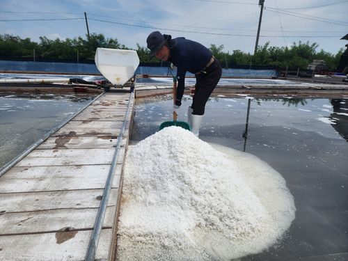 염전 작업[안산 동주염전 제공. 재판매 및 DB 금지]
