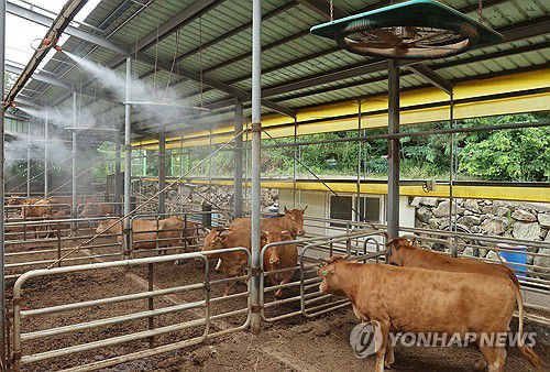 폭염…소도 더워요.[연합뉴스 자료사진]