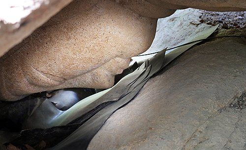 '5㎝의 기적' 경주 남산 열암곡 마애불(경주=연합뉴스) 이세원 기자 = 2024년 5월 3일 오전 경북 경주시 소재 남산 열암곡 경사면에 놓인 큰 바위 아래쪽에 마애불이 조각돼 있다. 마애불 안면부 맞은 편에는 손상 방지를 위한 고무판이 놓여 있다. [연합뉴스 자료사진]