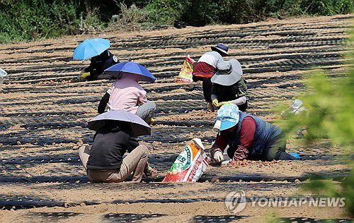 폭염 속 작업(강릉=연합뉴스) 유형재 기자 = 폭염과 극한 가뭄이 이어지고 있는 강원 강릉의 한 농촌 마을에서 21일 인부들이 뜨거운 햇볕을 피하기 위해 우산 모자를 쓴 채 쪽파를 심고 있다. 2025.8.21      yoo21@yna.co.kr