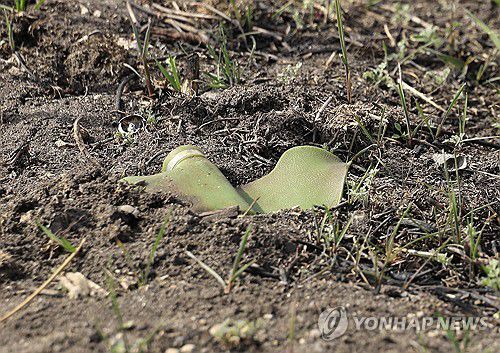 지난 3월 12일 우크라이나 북동부 하르키우 지역에서 지뢰 제거 작업 중 발견된 PFM-1 대인용 고폭 지뢰.EPA=연합뉴스. 재판매 및 DB 금지]
