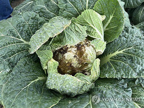 가뭄에 폐기 처분 앞둔 '꿀통 배추'(강릉=연합뉴스) 지난 29일 오전 강원 강릉시 왕산면 안반데기에 배추가 수확되지 못한 채 폐기를 앞두고 있다. [연합뉴스 자료사진]