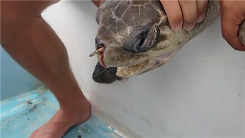 플라스틱 빨대가 코에 박힌 바다거북. [유튜브 Sea Turtle Biologist 채널 영상 갈무리. 재판매 및 DB 금지]