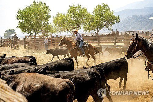 캘리포니아의 한 농장[AP=연합뉴스]