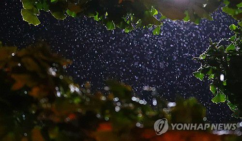 '극한 가뭄' 강릉, 주말 간 비 소식(강릉=연합뉴스) 류호준 기자 = 12일 강원 강릉 시내 일원에 비가 내리고 있다.     극심한 가뭄을 겪고 있는 강릉지역에는 주말 간 비가 내릴 전망이다. 2025.9.13 ryu@yna.co.kr