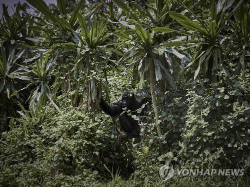 민주콩고 내 열대우림에 사는 침팬지[EPA 연합뉴스 자료사진. 재판매 및 DB 금지]