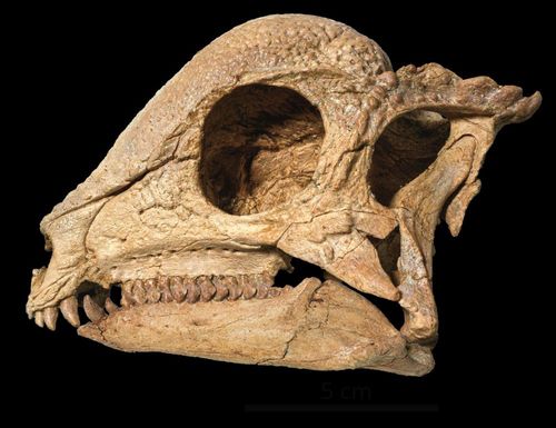 완전한 형태의 '자바케팔레 린포체' 두개골 [North Carolina Museum of Natural Sciences 제공. 재판매 및 DB 금지]