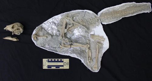 파키케팔로사우루스류 공룡 '자바케팔레 린포체' 화석[Nature/Tsogtbaatar Chinzorig et al.제공. 재판매 및 DB 금지]