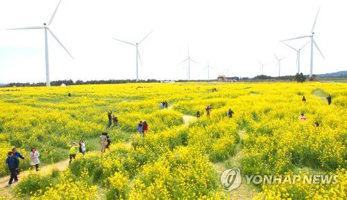 가시리 조랑말체험공원 일대에 있는 풍력발전기[연합뉴스 자료사진]