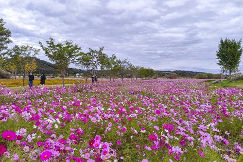 여주 당남리섬[경기관광공사 제공. 재판매 및 DB 금지]