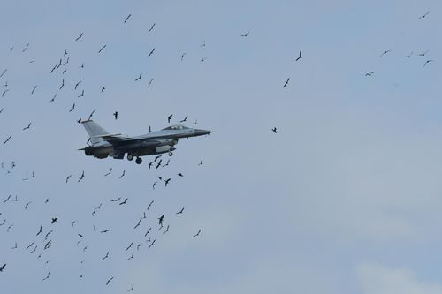 F16 전투기와 민물가마우지 충돌[오동필 새만금시민생태조사단장 제공. 재판매 및 DB 금지]