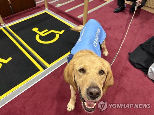 활짝 핀 웃음꽃… 119구조견 '이랑이'(서울=연합뉴스) 최혜정 인턴기자 = 지난 23일 국회의원회관 대회의실에서 열린 '봉사동물 지원 법적 근거 마련을 위한 국회 정책포럼' 자리에서 119구조견 이랑이가 웃으며 꼬리를 흔들고 있다. 2025.9.28