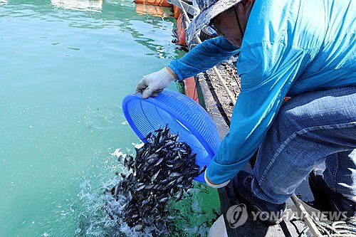 조피볼락 치어 방류(여수=연합뉴스) 김혜인 기자 = 30일 오전 전남 여수 가막만 한 가두리양식장에서 작업자들이 치어를 방류하고 있다. 2025.7.30 in@yna.co.kr