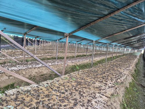 폭염 피해 인삼 [괴산군 제공. 재판매 및 DB 금지]