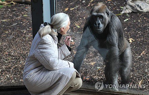 제인 구달 박사[EPA 연합뉴스 자료사진]