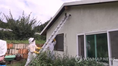 말벌 벌집 제거[연합뉴스TV 제공]