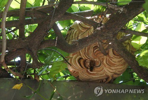도심 가로수에 집을 짓고 서식하는 말벌의 모습.[광주 남부소방서 제공=연합뉴스]