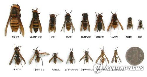 벌의 종류가장 큰 것이 장수말벌로, 100원짜리 동전과 비교해보면 그 크기를 알 수 있다.[국립공원관리공단 제공=연합뉴스]