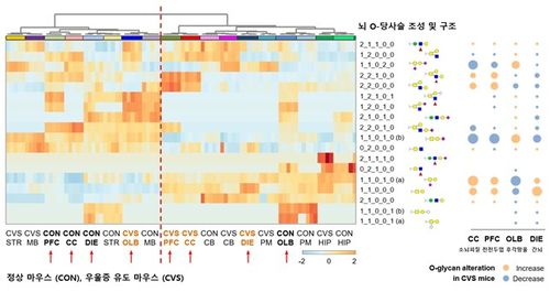 정상 쥐와 스트레스 쥐의 뇌 당쇄화 변화 [IBS 제공. 재판매 및 DB 금지]