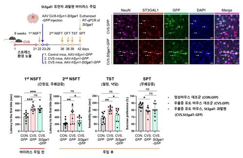St3gal1 발현 증가 시 우울증 행동 완화 [IBS 제공. 재판매 및 DB 금지]