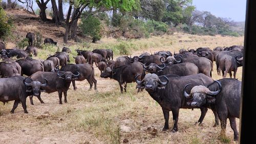 2024년 8월 30일 남아공 크루거국립공원 버팔로[촬영 유현민]
