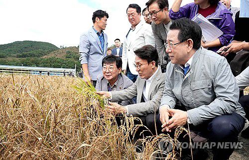 김민석 총리, 전남 벼 깨씨무늬병 피해 현장 방문(장흥=연합뉴스) 김민석 국무총리가 김영록 전남지사, 김성 장흥군수 등과 함께 7일 오후 벼 깨씨무늬병 피해지역인 장흥군 안양면 해창리 한 농가를 둘러보고 있다. 2025.10.7 [전남도 제공. 재판매 및 DB 금지] in@yna.co.kr