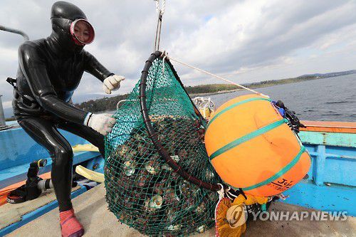수확물 정리하는 해녀(서귀포=연합뉴스) 지난 2016년 11월 25일 오전 제주 서귀포시 남원읍 하례리 어촌계 해녀들이 쇠소깍 앞바다에서 채취한 소라 등 수확물을 정리하고 있다. [연합뉴스 자료사진]