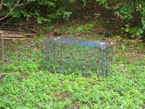 서울대 관악캠퍼스에 설치된 들개 포획 틀[촬영 홍준석]