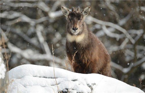 산양. [국립생태원 제공. 재판매 및 DB 금지]