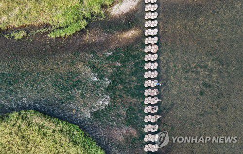 안동 금소마을 인근 낙동강 지류인 길안천의 돌다리 [사진/임헌정 기자]