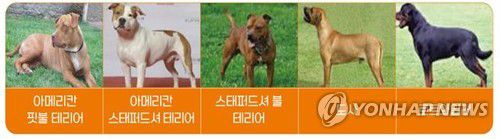 맹견 5종[제주도 제공.재판매 및 DB 금지]