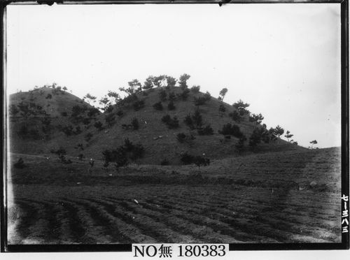 창녕 교동 11호분 전경을 촬영한 유리건판 자료 [국립중앙박물관 제공. 재판매 및 DB 금지]