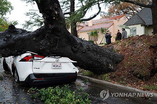 지난 15일(현지시간) 미 LA 카운티 알타데나 지역에서 폭풍우로 쓰러진 나무에 깔린 차량 [AFP=연합뉴스. 재판매 및 DB 금지]