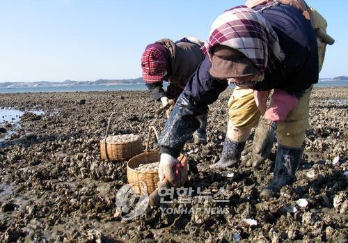 굴 채취 현장[연합뉴스 자료 사진]