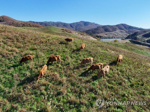 서산 한우목장의 소떼 [사진/백승렬 기자]