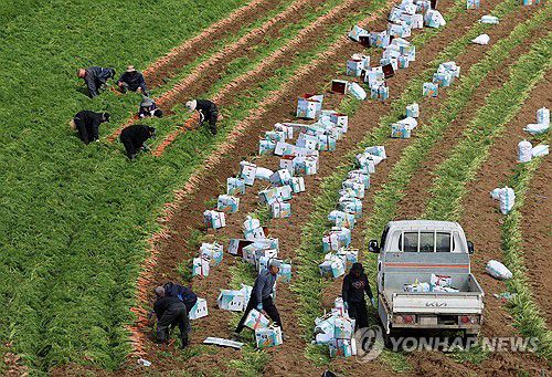 농작물 얼기 전에…바빠진 당근 수확(평창=연합뉴스) 유형재 기자 = 26일 강원 평창군 대관령의 한 고랭지 당근밭에서 농민과 외국인 노동자들이 당근 수확을 하느라 바쁜 모습이다. 2025.10.26 yoo21@yna.co.kr
